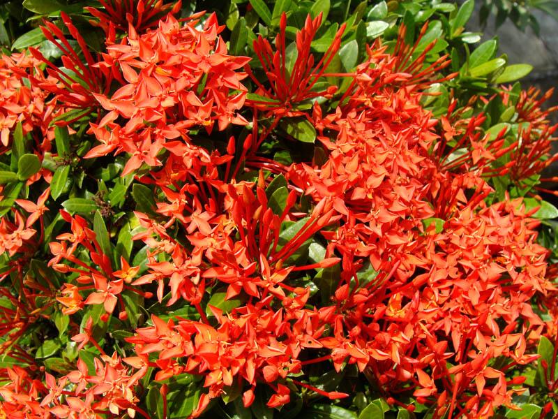 Ixora coccinea