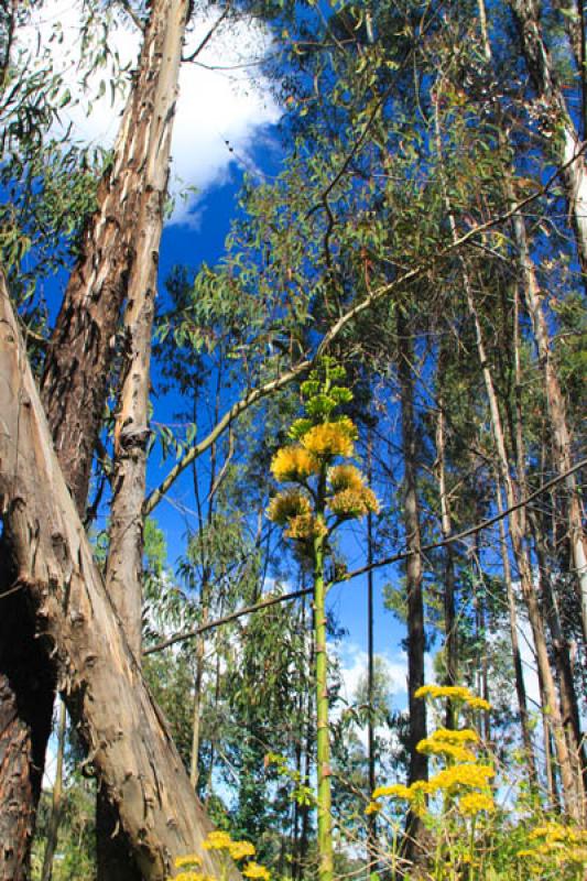 Detalle de un Arbol