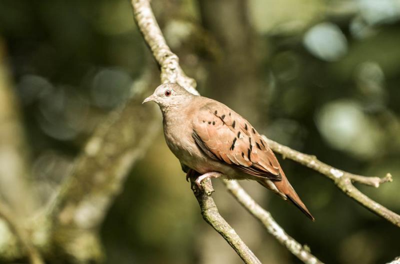 Columbina talpacoti