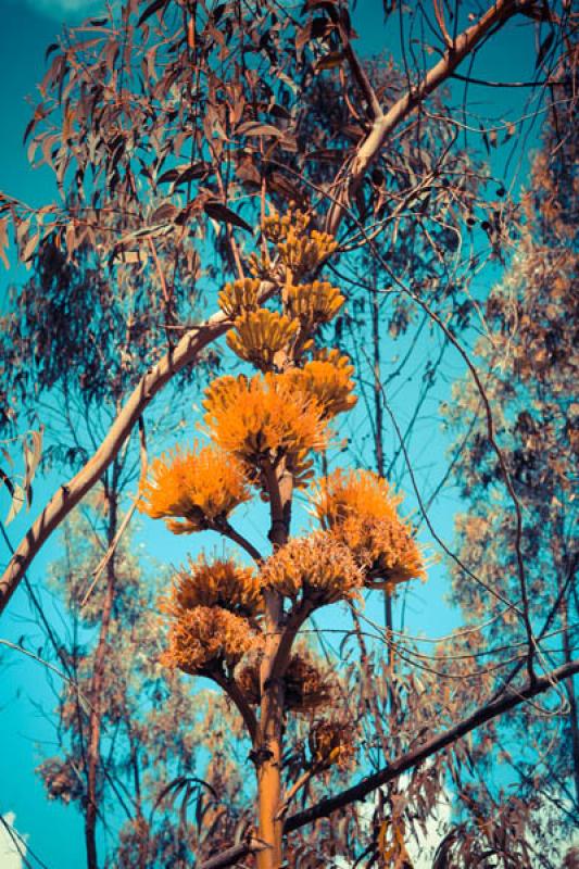 Detalle de un Arbol