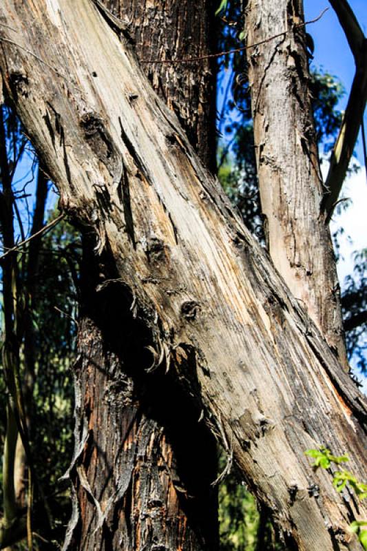 Corteza de Arbol