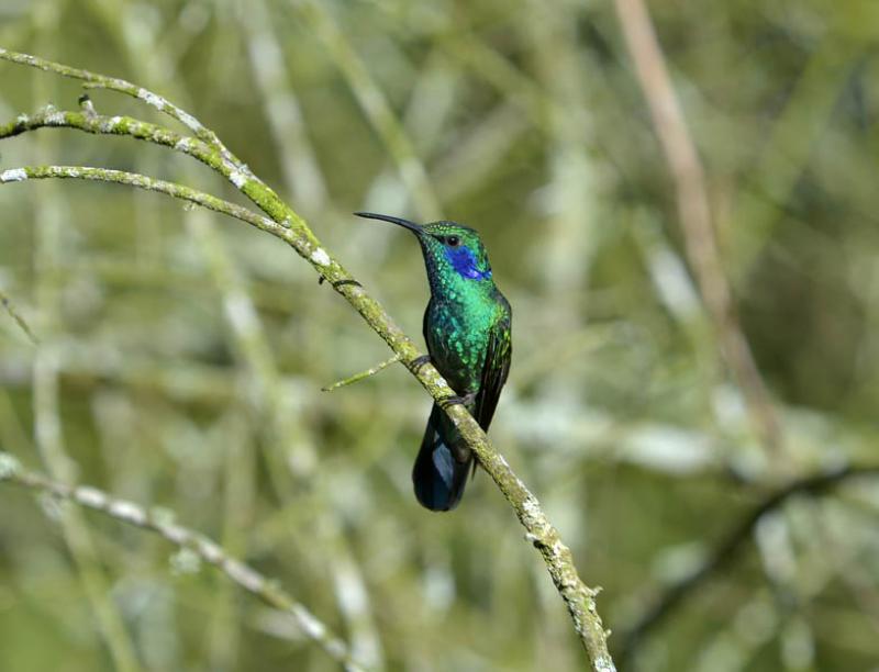 Colibri thalassinus