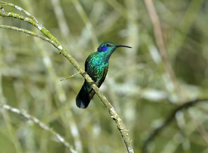 Colibri thalassinus