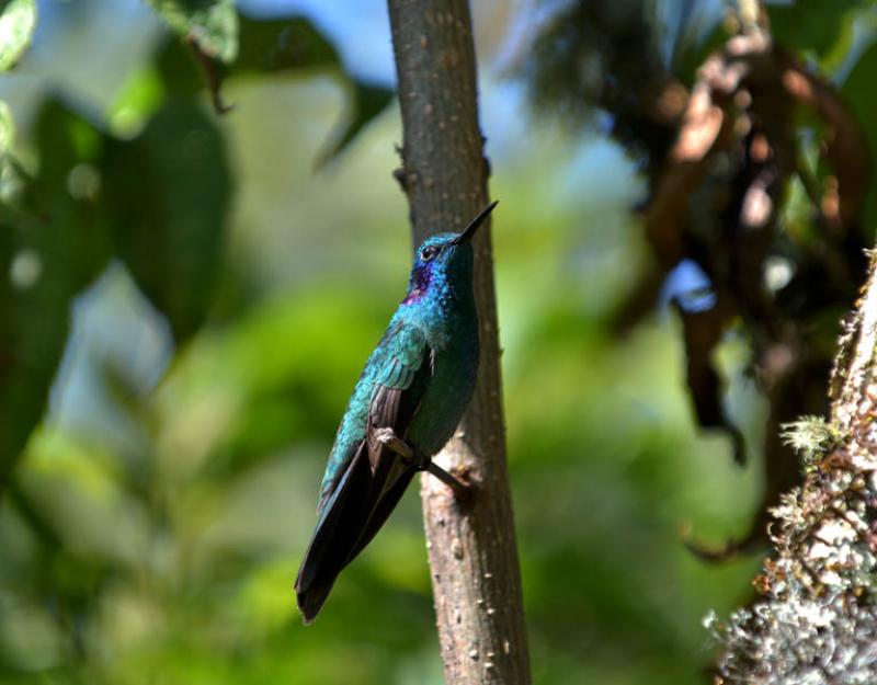 Colibri thalassinus