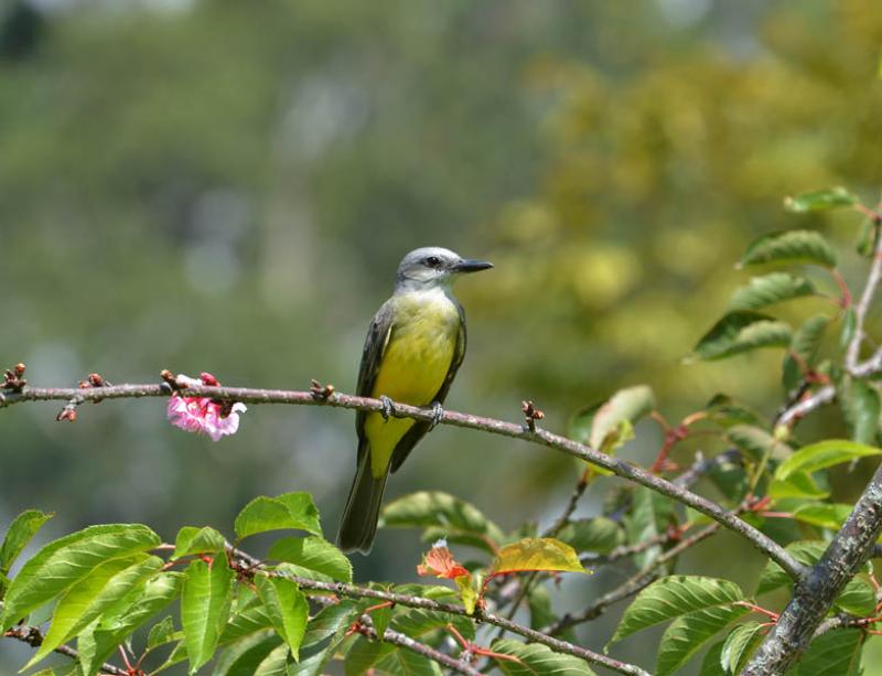 Tyrannus melancholicus