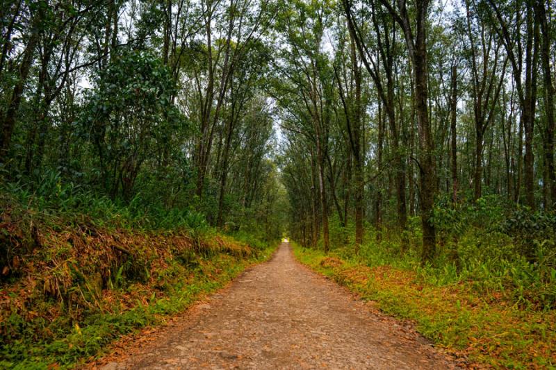 Camino en el Campo