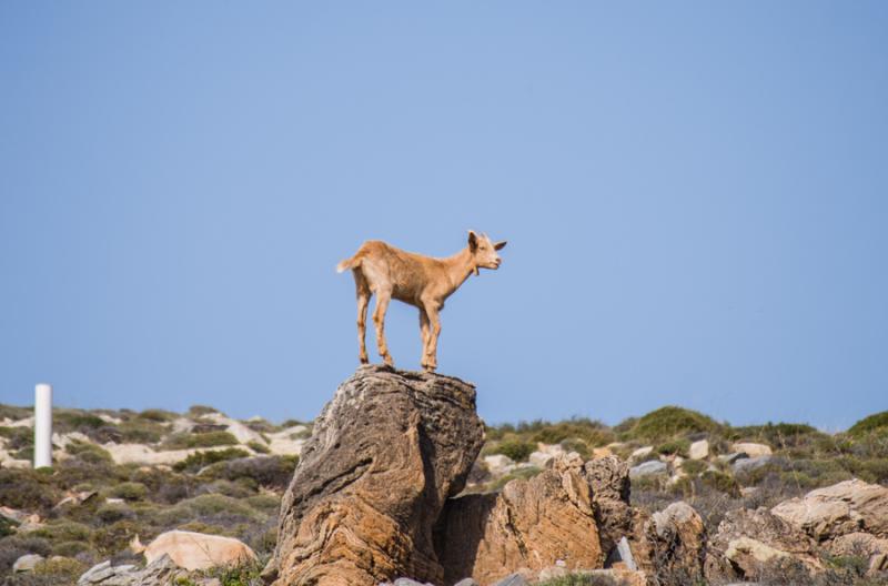 Cabra en la Costa de Sifnos, Kastro, Islas de Cicl...