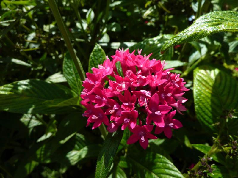 Epidendrum ibaguense