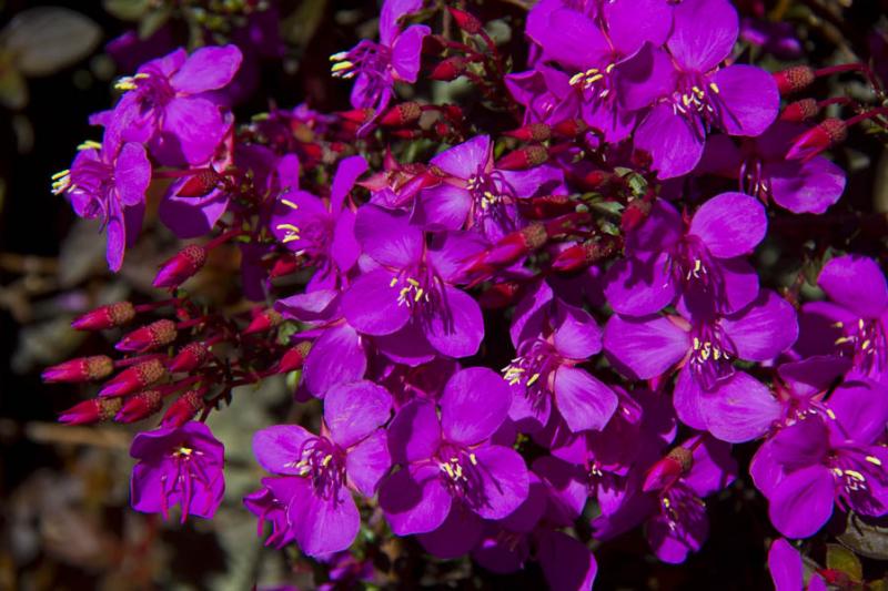 Tibouchina granulosa