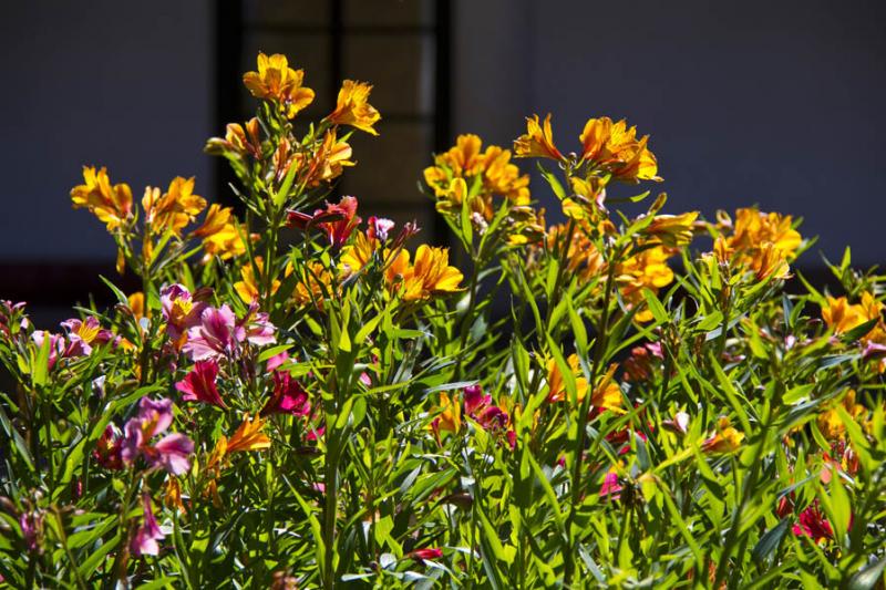 Alstroemeria