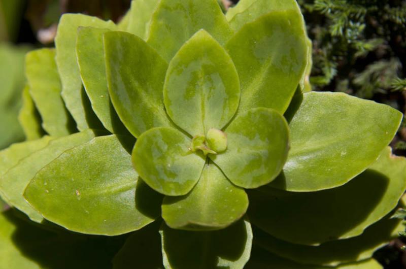 Detalle de una Planta