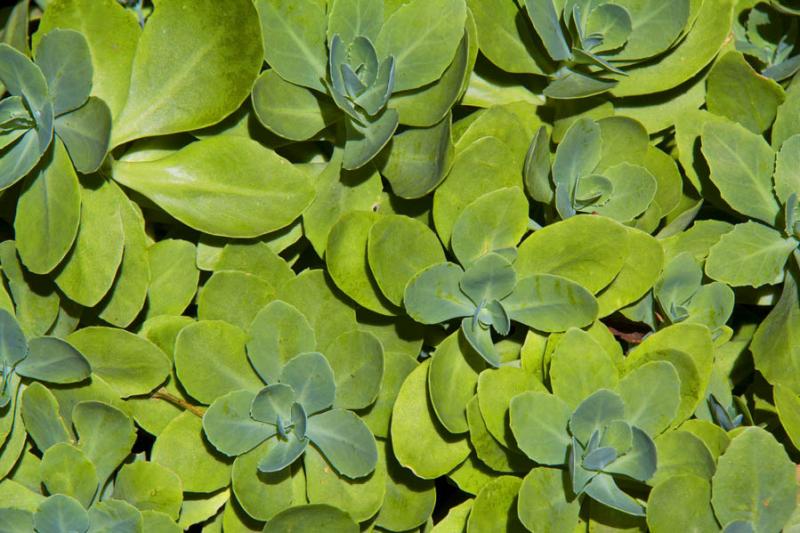 Detalle de una Planta