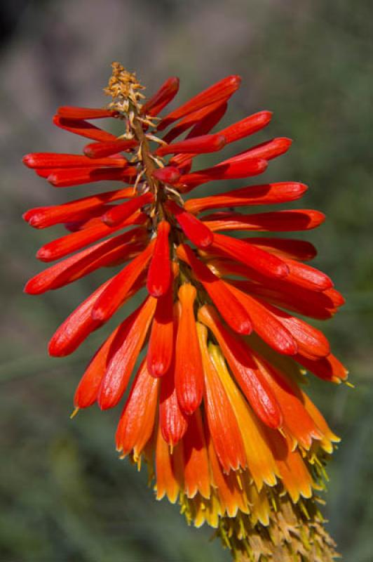 Kniphofia