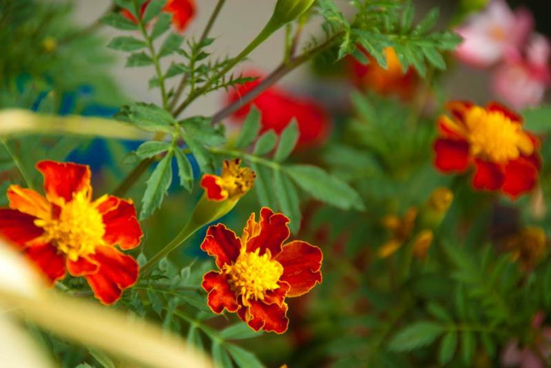 Tagetes patula