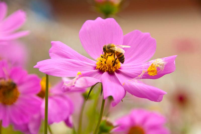 Cosmos bipinnatus