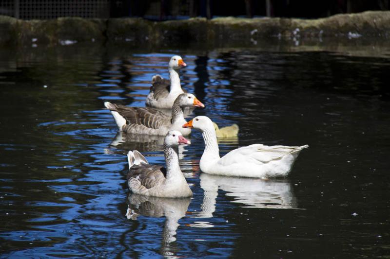 Familia de Patos