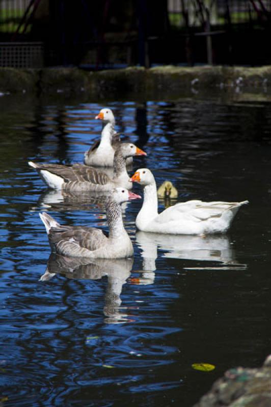 Familia de Patos