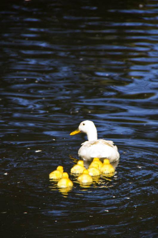 Familia de Patos