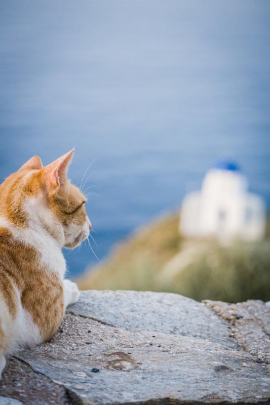 Gato en la Roca, Sifnos, Islas de Ciclades, Grecia...