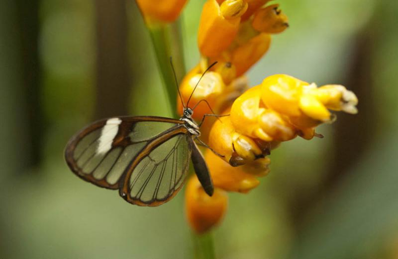 Glasswinged butterfly