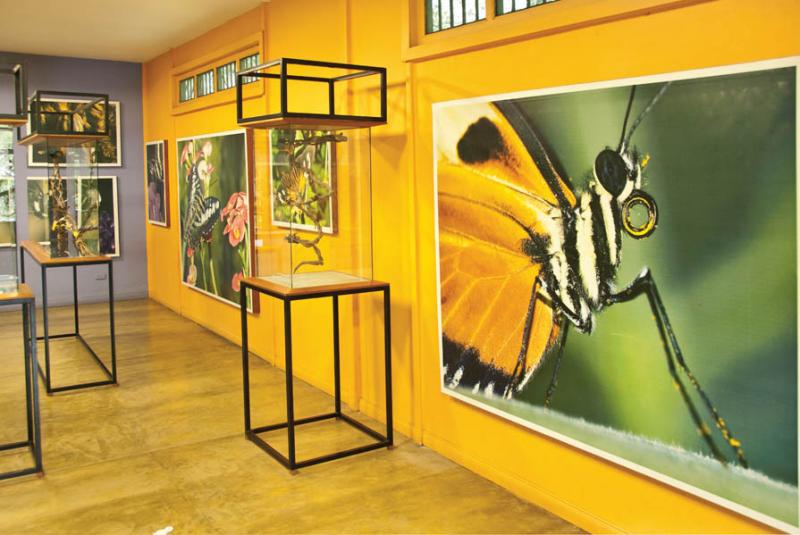 El Mariposario, Jardin Botanico del Quindio, Calar...