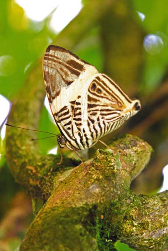 Lepidoptera