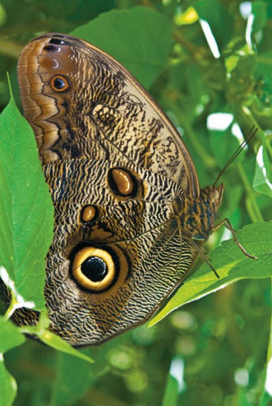 Caligo eurilochus