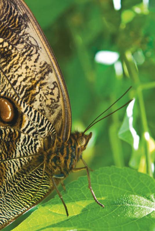 Caligo eurilochus