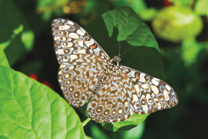 Lepidoptera