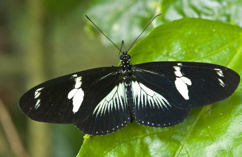 Lepidoptera