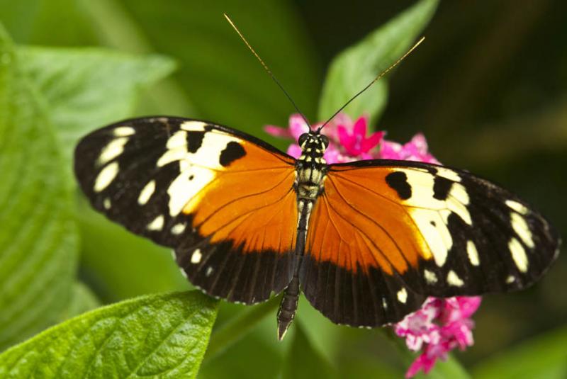 Heliconius hecale