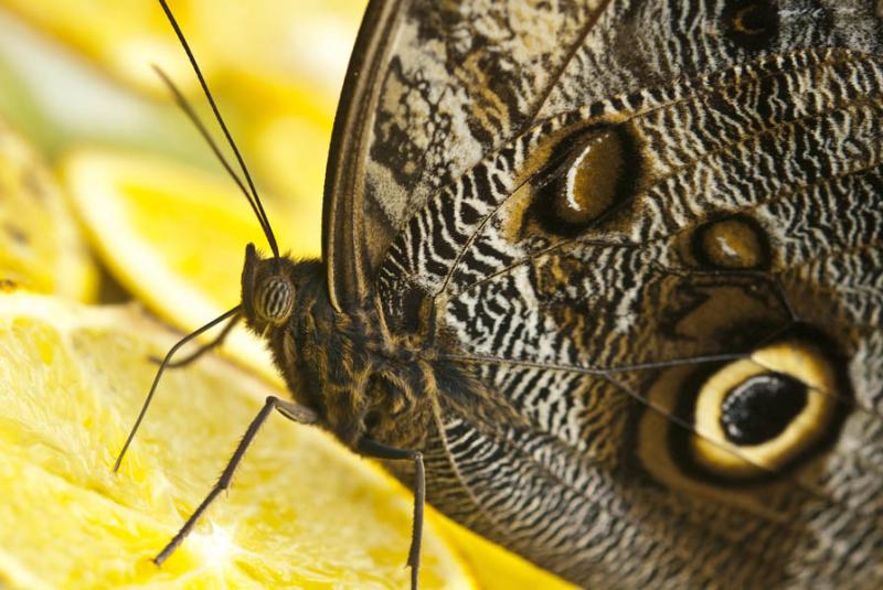 Caligo eurilochus