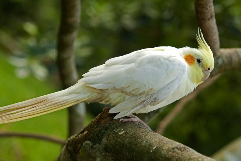 Lutino Cockatiel