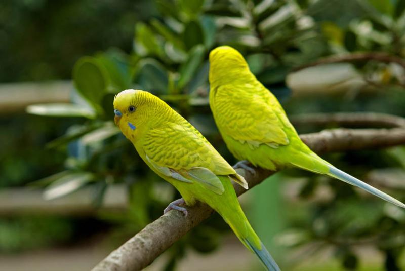 Melopsittacus undulatus