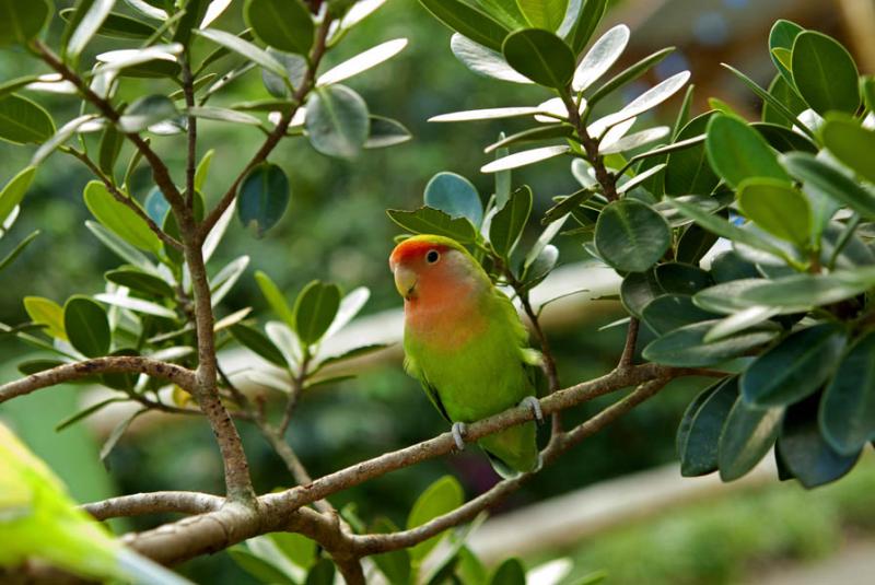 Agapornis roseicollis