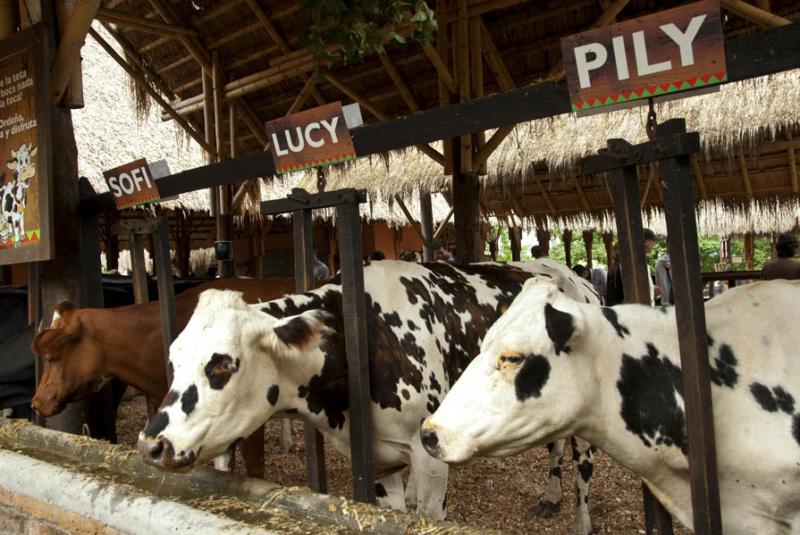 Estacion Ganaderia, Panaca, Quimbaya, Quindio, Arm...