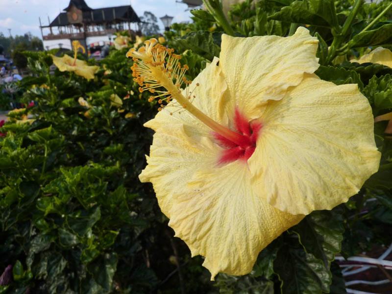 Hibiscus