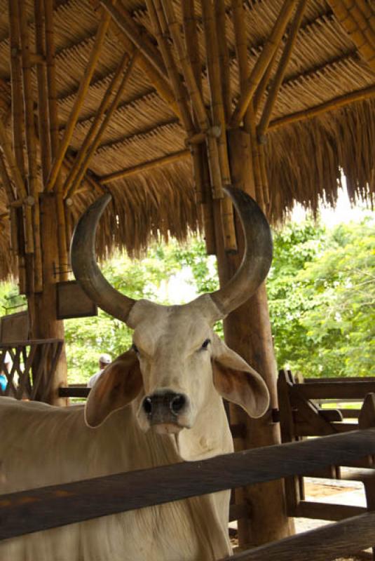 Bos taurus indicus