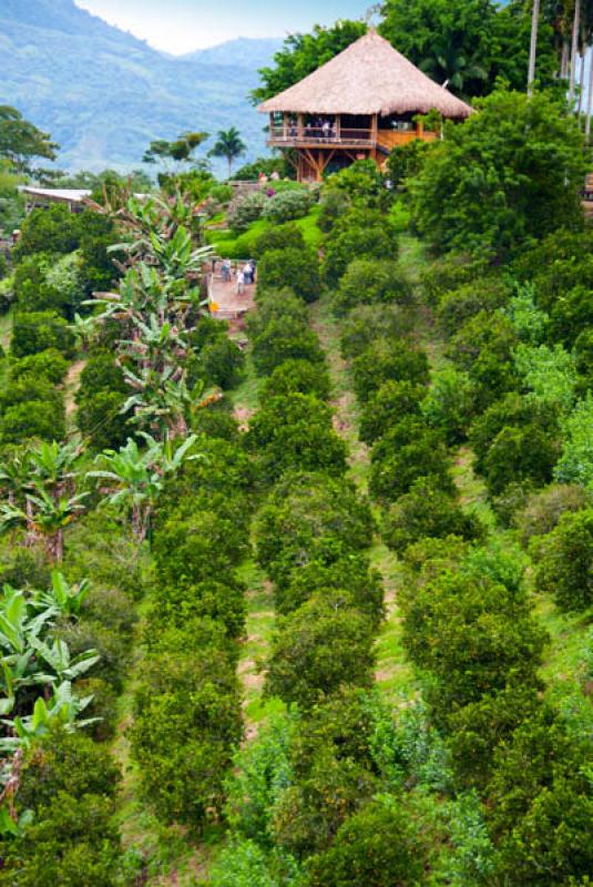 Panaca, Quimbaya, Quindio, Armenia, Colombia