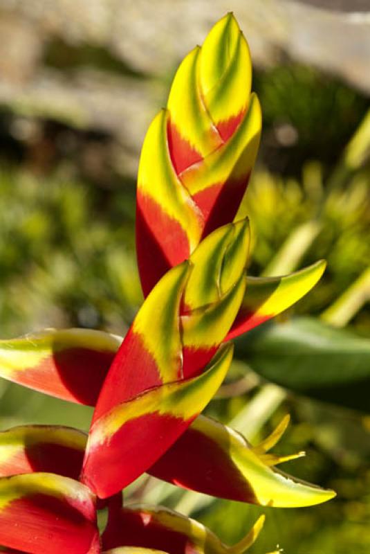 Heliconia rostrata