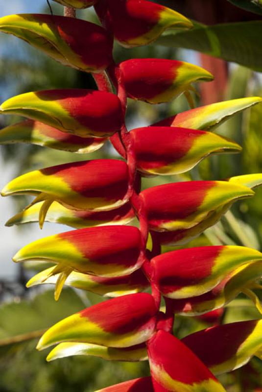 Heliconia rostrata