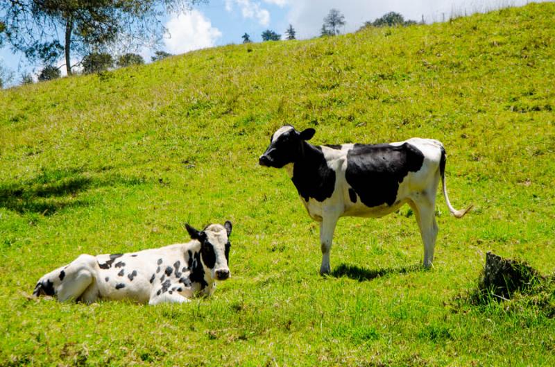 Vacas en el Campo