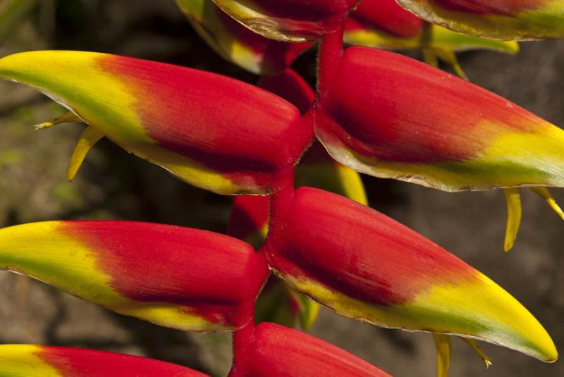 Heliconia rostrata