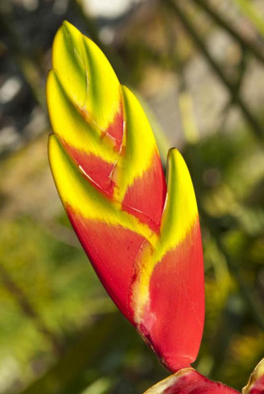 Heliconia rostrata