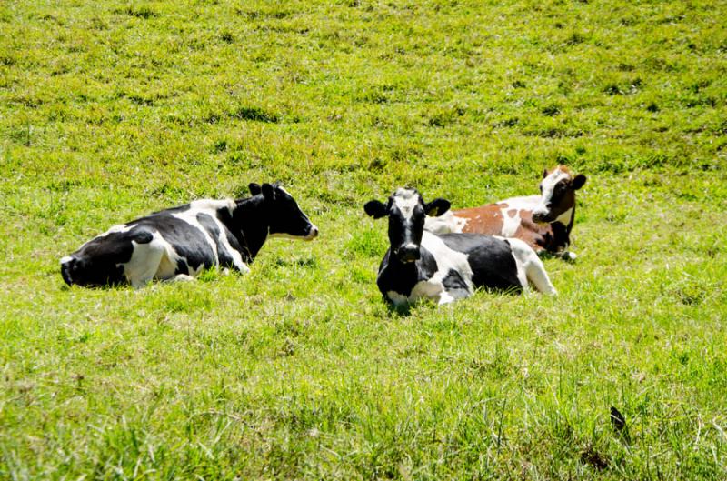 Vacas en el Campo