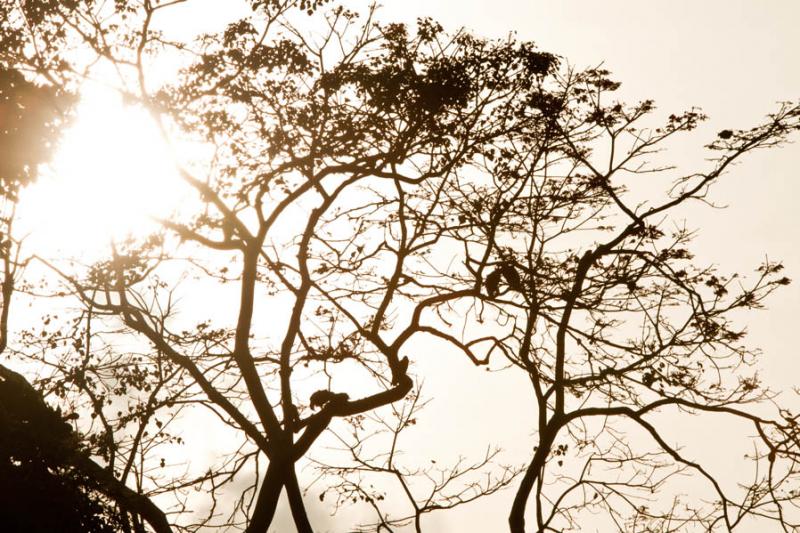 Silueta a de un Arbol