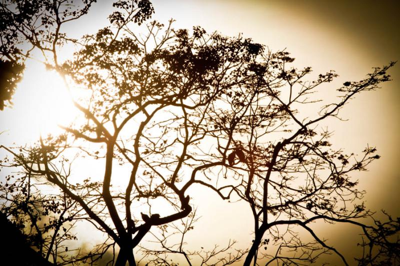 Silueta a de un Arbol