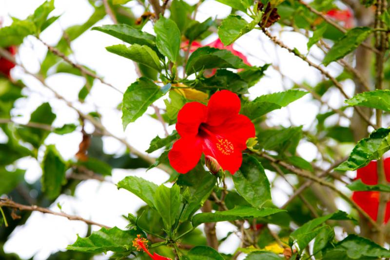 Hibiscus