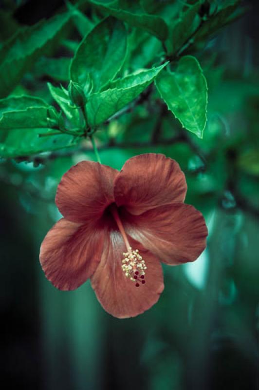 Hibiscus