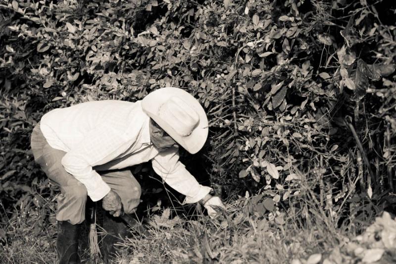 Campesino Trabajando